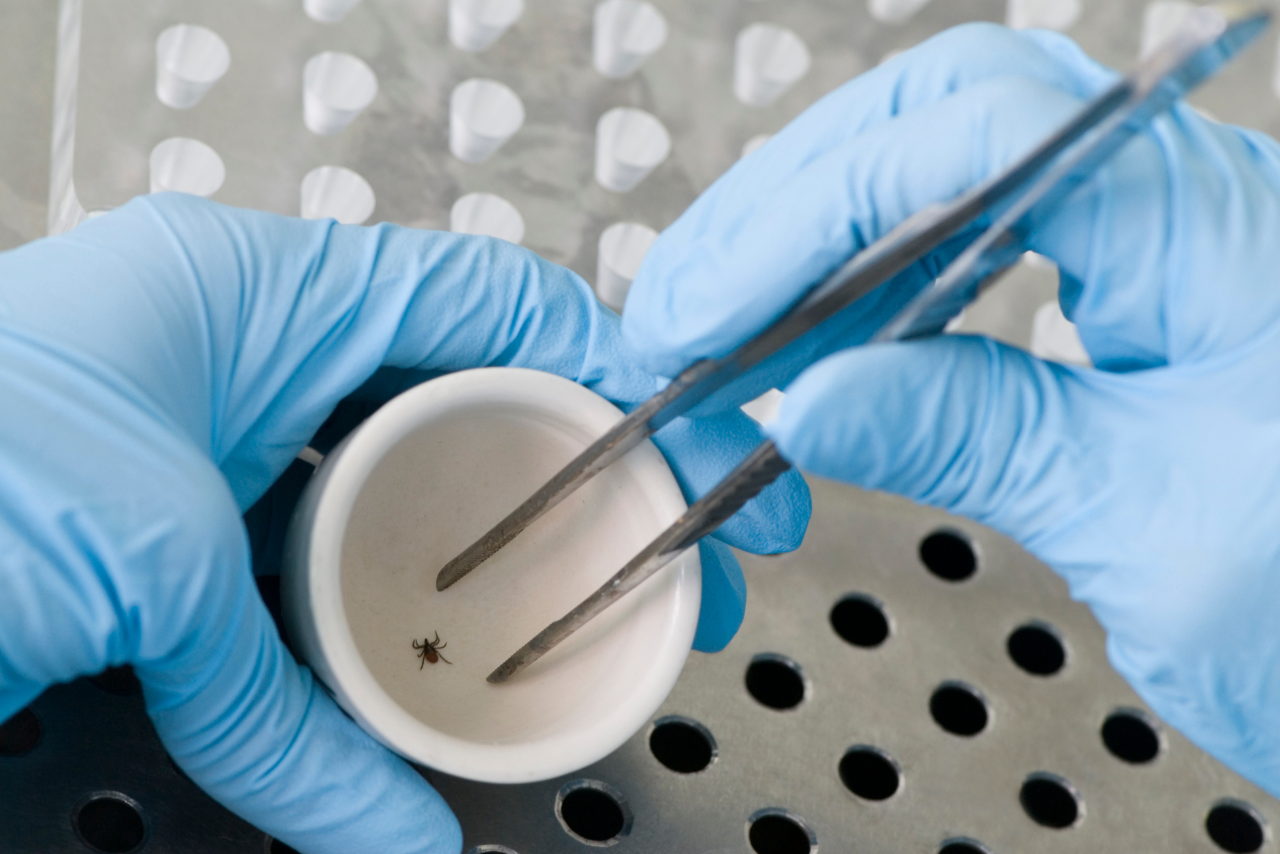 Close up of gloved hands holding tweezers over a tick in a small bowl
