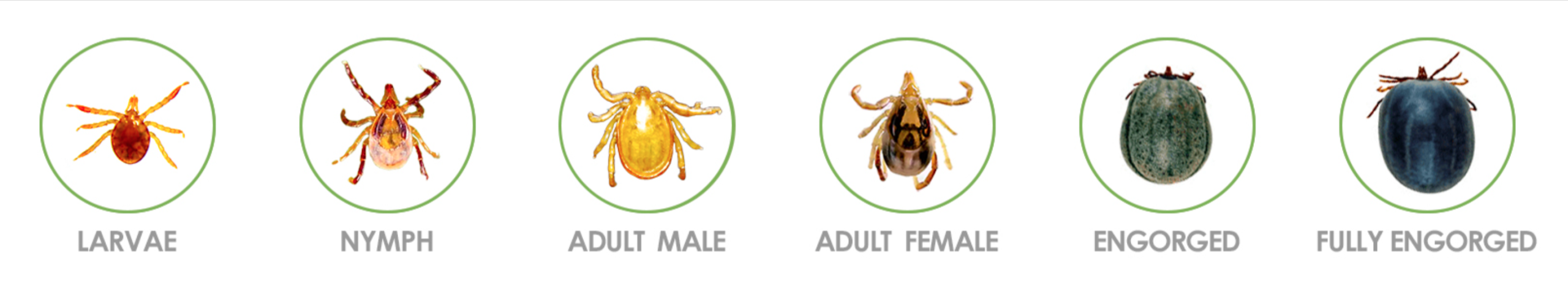 Source: Ticksafety.com