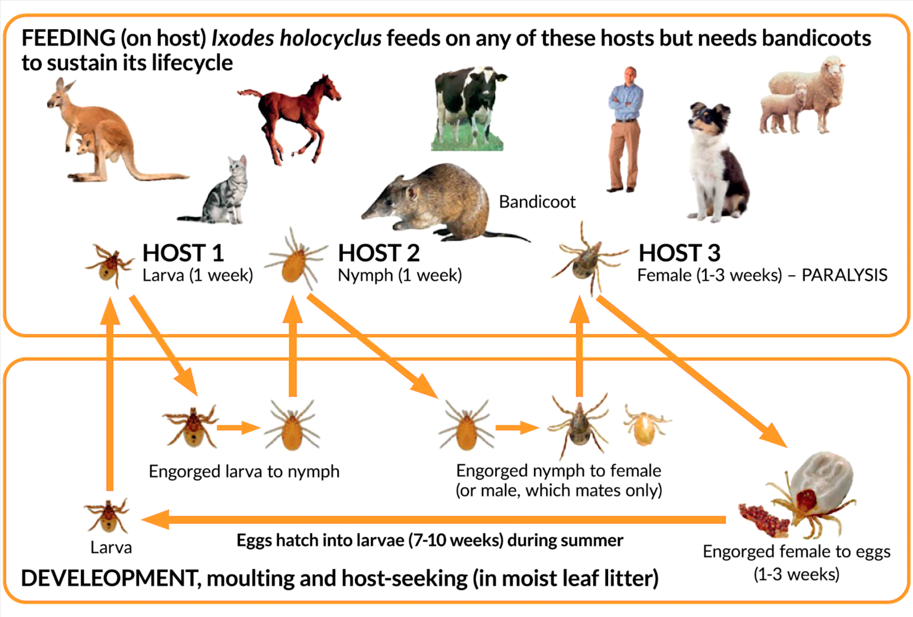 Diagram of the Ixodes feeding cycle from ticksofaustralia.org